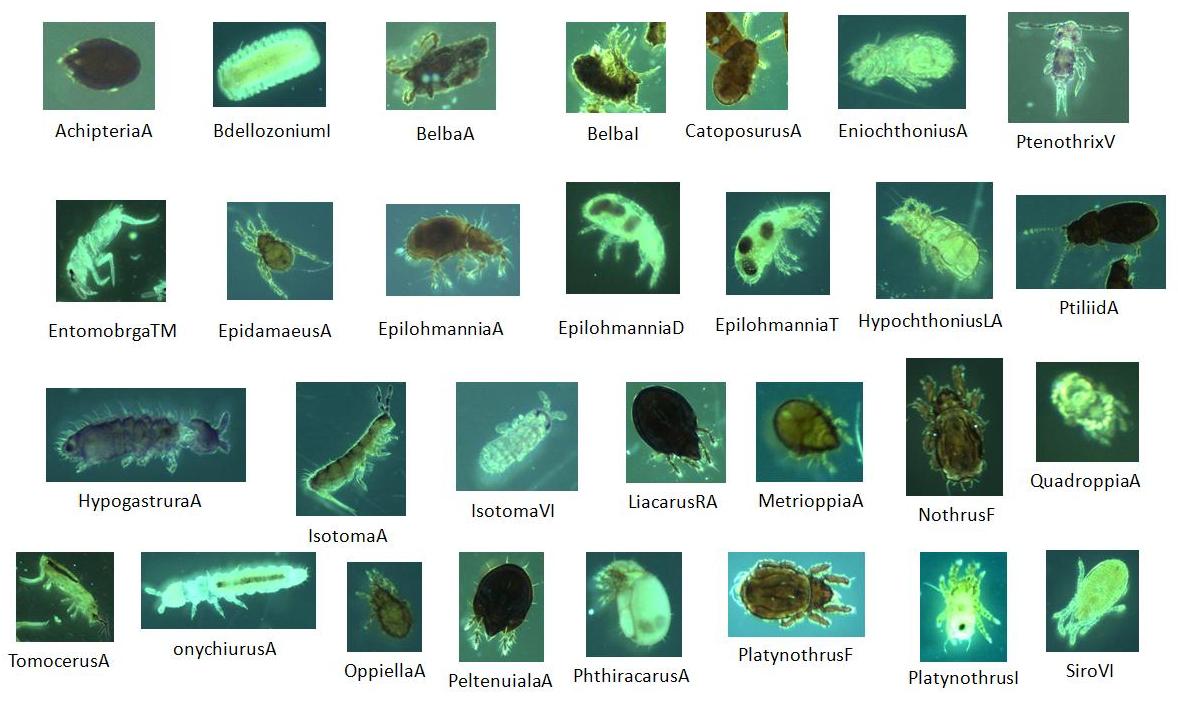 Where can you find an insect identification database?