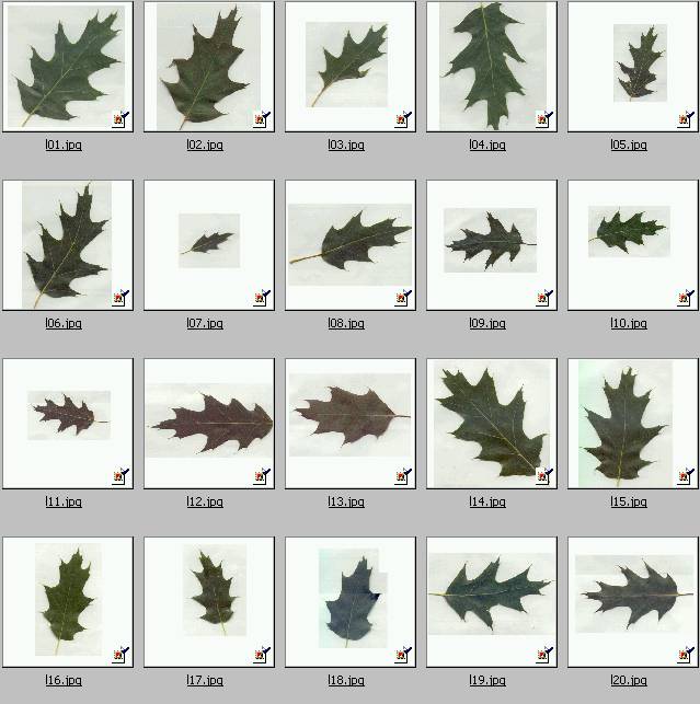 Sample Isolated And Herbarium Images Acer And Quercus