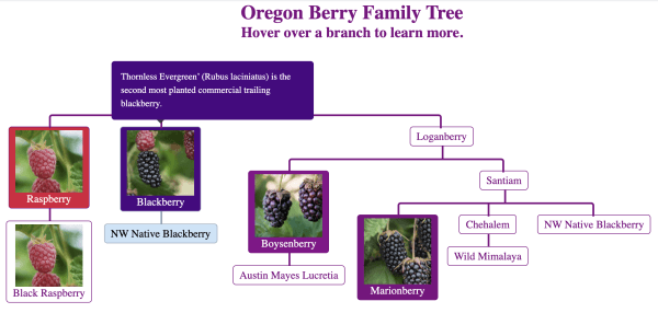 Oregon Raspberry Blackberry Commission's  interactive family tree prototype.