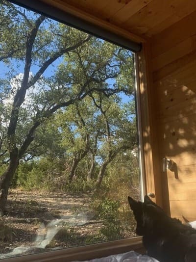 German Shepherd Window, a German Shepherd looking outside a window in a cabin.