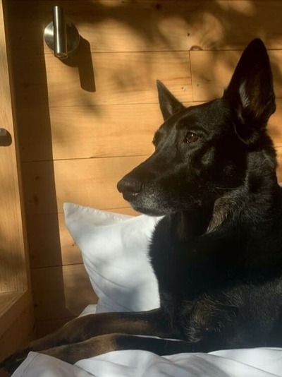 German Shepherd, a German Shepherd looking into the distance.