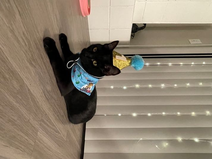 A black cat wearing a blue birthday hat with a golden number
                    one on it and a scarf with a ballon pattern around its neck.