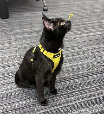 A black cat with a yellow vest and least staring upwards and to its right.