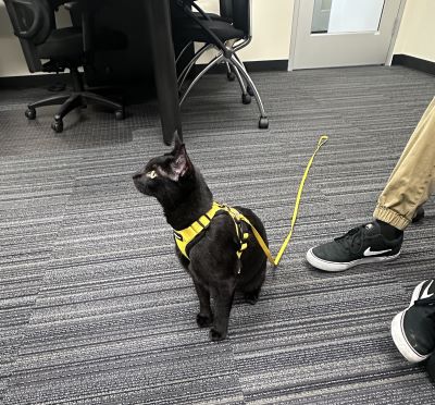 A black cat with a yellow vest and leash sitting beside its owner
                    in an office setting.