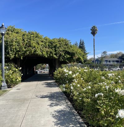 A cement path surrounded by rose bushes on either side and an arch off in
                    the distance along the path that is incased in roses.