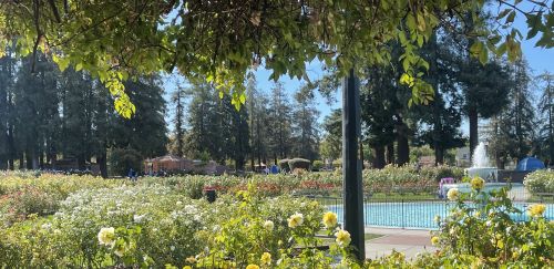 An overview of the rose garden. There are tall trees in the background, with a
                    building and tents in the center, around which people are circled. In the foreground are rose bushes all around, with a
                    fountain off to the right side.