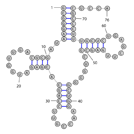 Example of RNA secondary structure (tRNA).