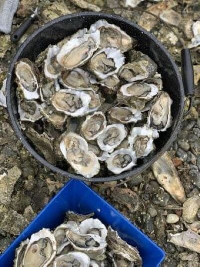 Oyster hunt in Belfair, WA during Summer 2020