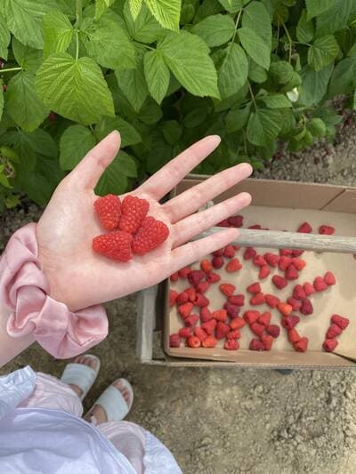 Raspberry picking at Harvold Berry Farm in Carnation, WA