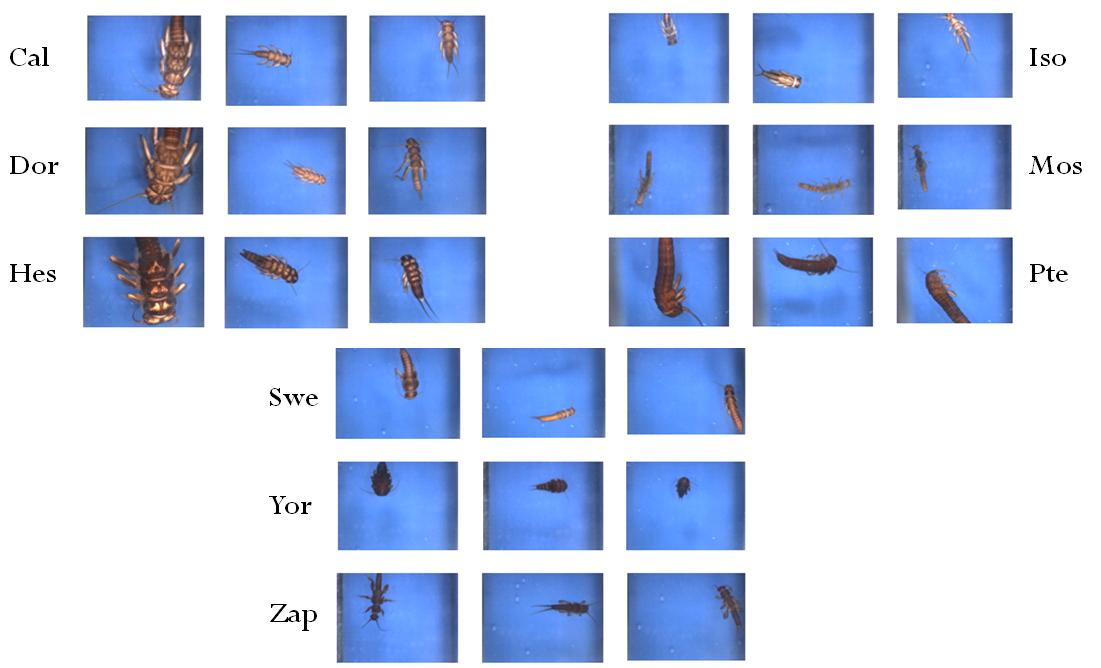 Insect Identification for Environmental Monitoring and Ecological Science