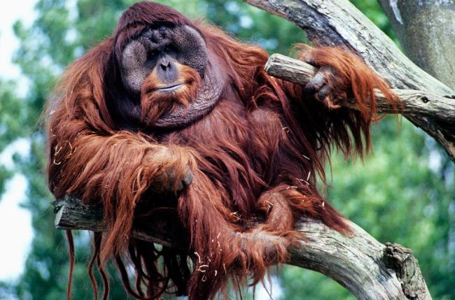 Orangutan